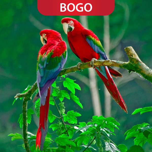 Colorful Costa Rica